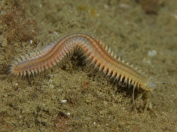 Perinereis aibuhitensis - Perinereis aibuhitensis - wieloszczet