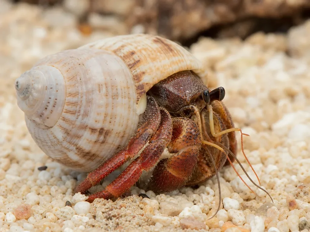 Krab pustelnik czerwono-nogi - Clibanarius digueti - krab pustelnik