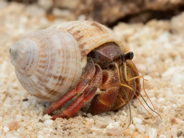 Krab pustelnik czerwono-nogi - Clibanarius digueti - krab pustelnik