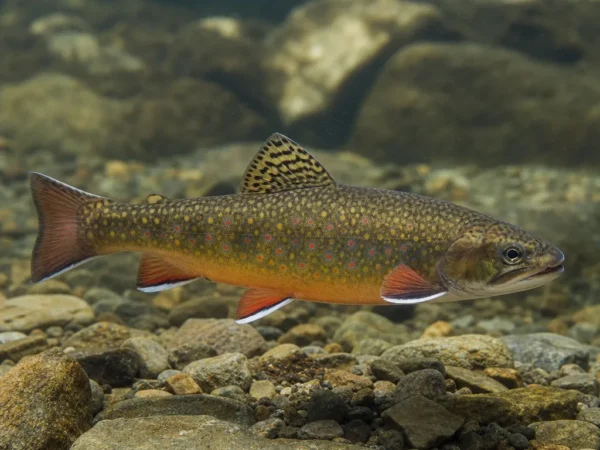 Pstrąg źródlany - Salvelinus fontinalis