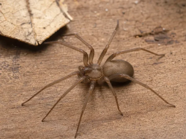 Pustelnik brunatny - Loxosceles reclusa - pająk