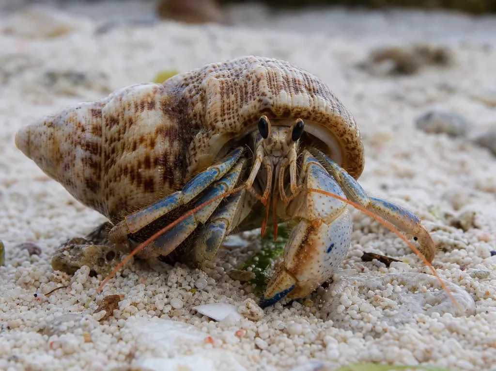 Krab pustelnik niebieskonogi - Calcinus elegans - krab pustelnik