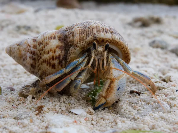 Krab pustelnik niebieskonogi - Calcinus elegans - krab pustelnik