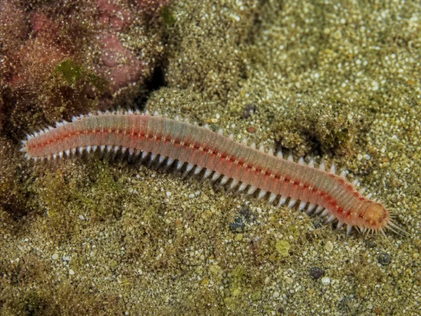 Platynereida Dumerila - Platynereis dumerilii - wieloszczet