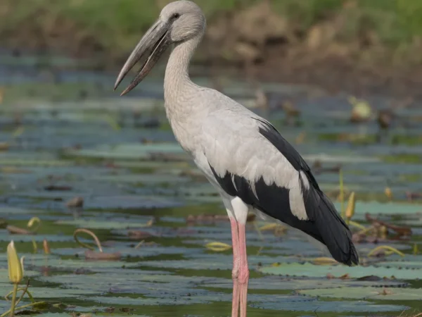 Anastomus (czapla szczudłonoga) – Anastomus lamelligerus