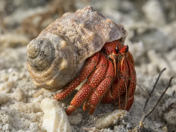 Krab pustelnik truskawkowy - Coenobita perlatus - krab pustelnik