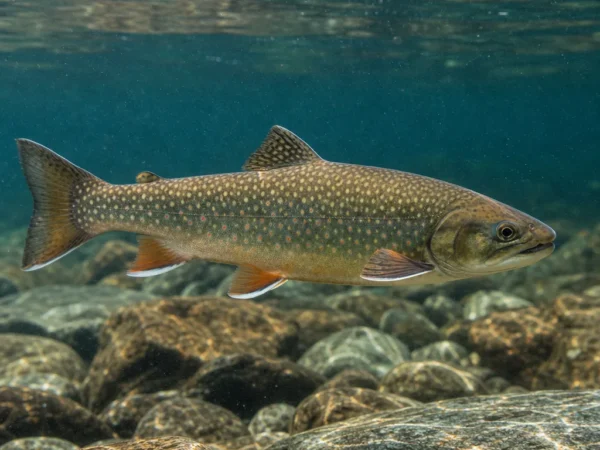 Salvelinus confluentus