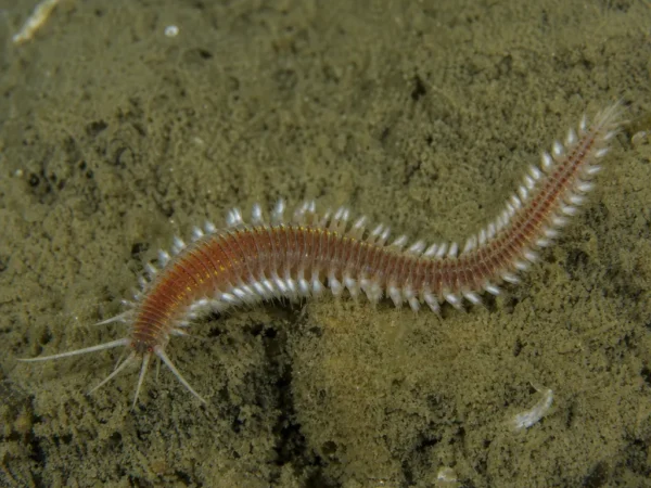 Platynereis bicanaliculata - Platynereis bicanaliculata - wieloszczet