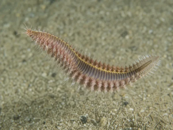 Neanthes arenaceodentata - Neanthes arenaceodentata - wieloszczet