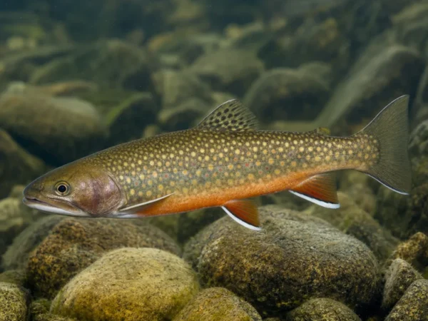 Salvelinus levanidovi