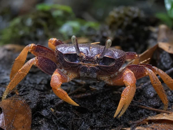 Krab gładki lądowy – Gecarcinus ruricola