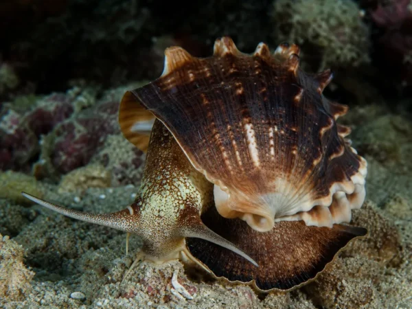 Ślimak Cymatium pileare