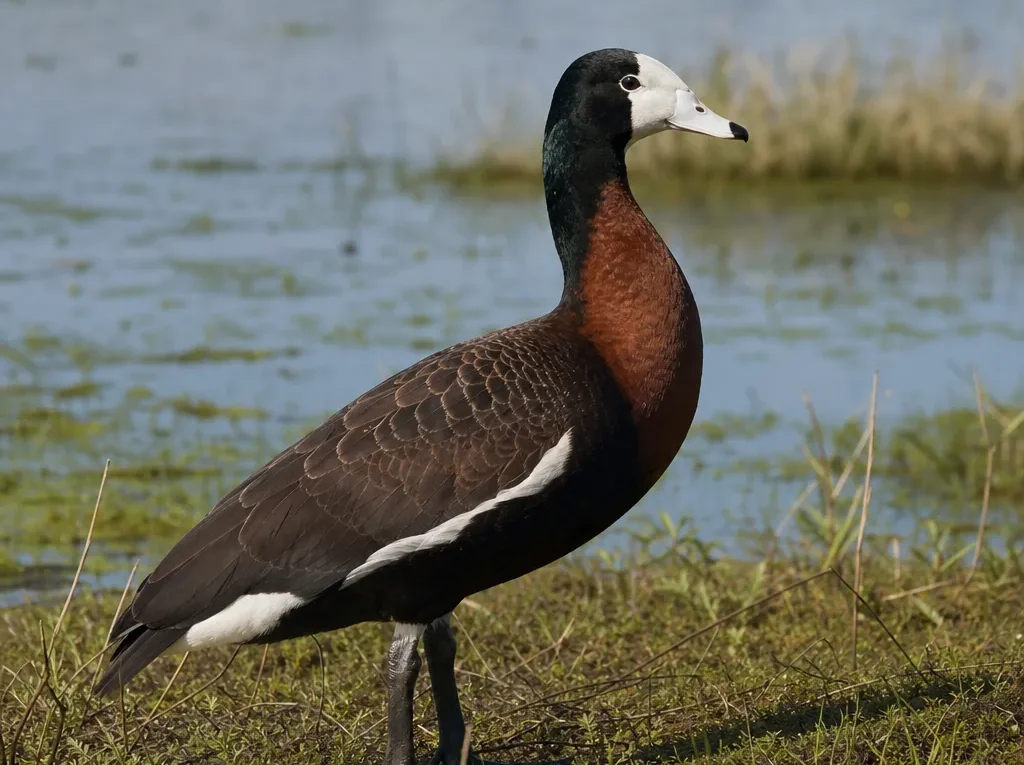 Afrykanka białoskrzydła – Bubalornis albirostris