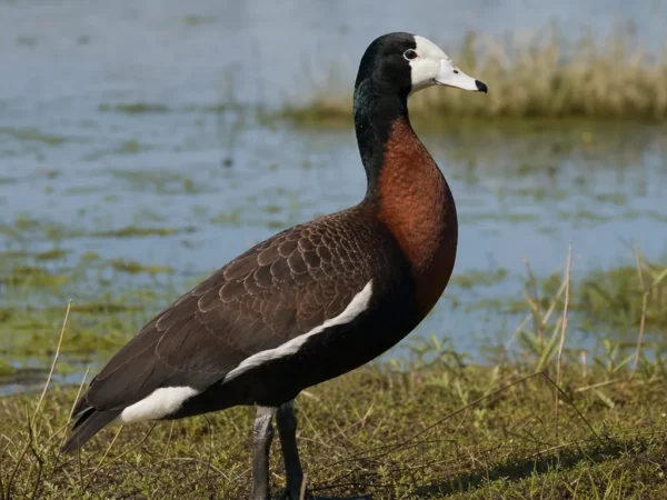 Afrykanka białoskrzydła – Bubalornis albirostris