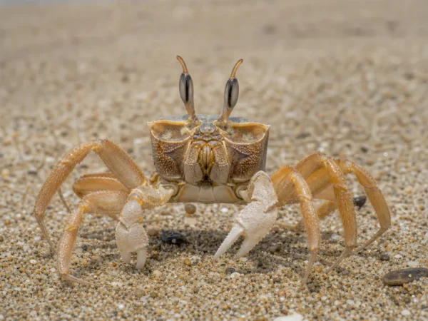 Krab duch rogaty - Ocypode ceratophthalmus - krab