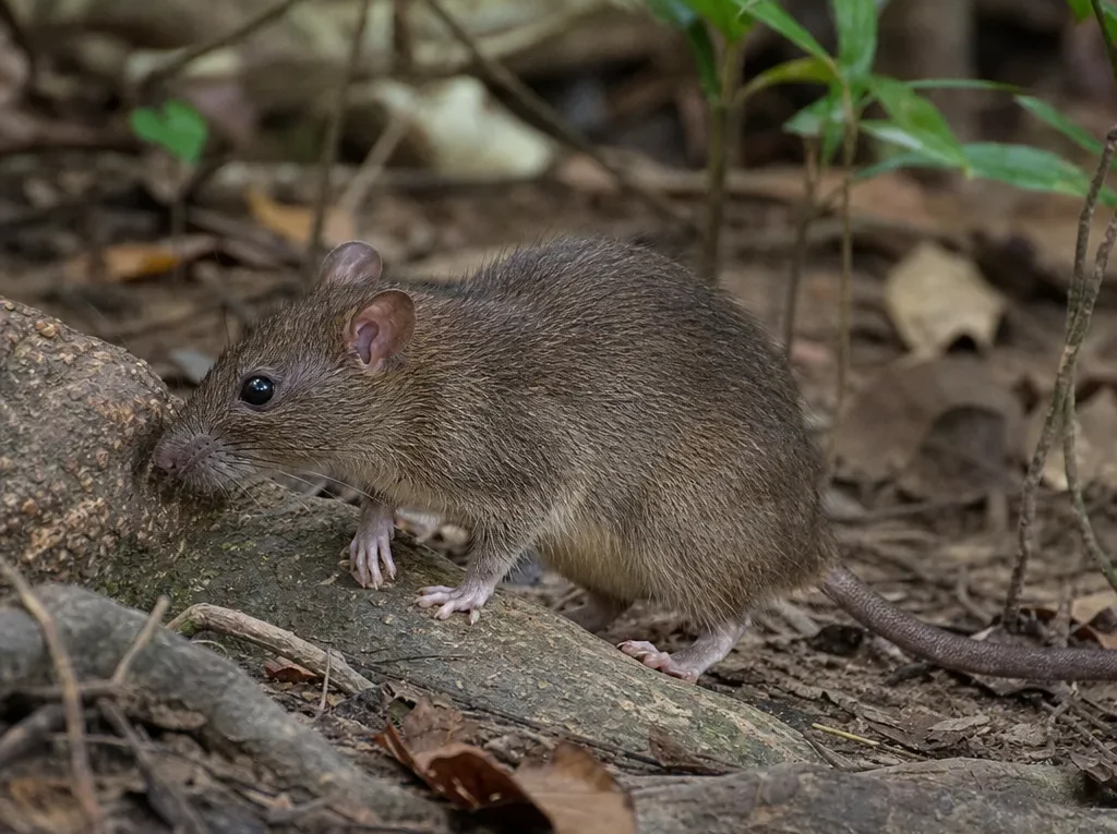 Szczur sumatrzański – Rattus tahanus