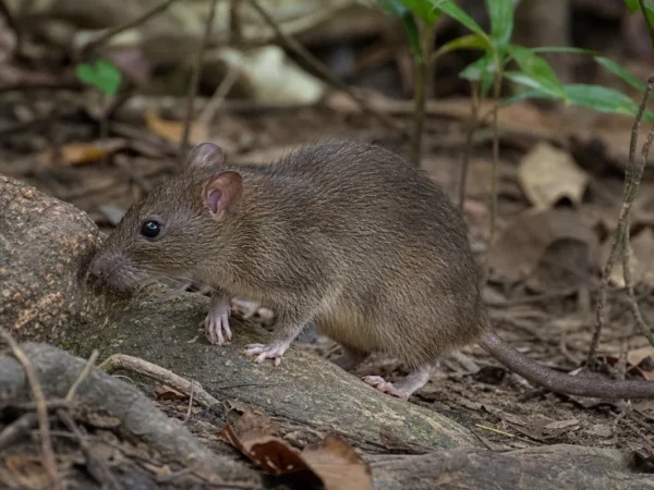 Szczur sumatrzański – Rattus tahanus