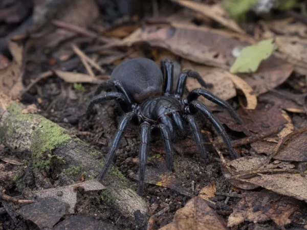 Atraks australijski - Atrax robustus - pająk
