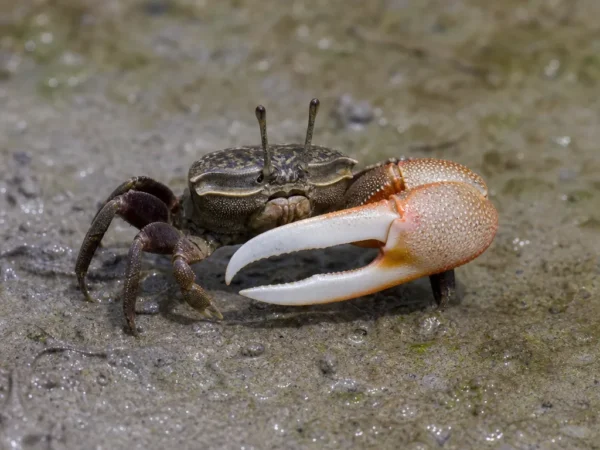 Krab skrzypek atlantycki - Minuca pugnax - krab skrzypek