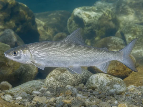 Coregonus maraena