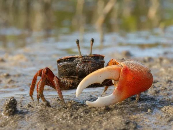 Krab skrzypek czerwony - Leptuca pugilator - krab skrzypek