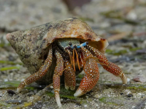 Krab pustelnik Clibanarius tricolor – Clibanarius tricolor