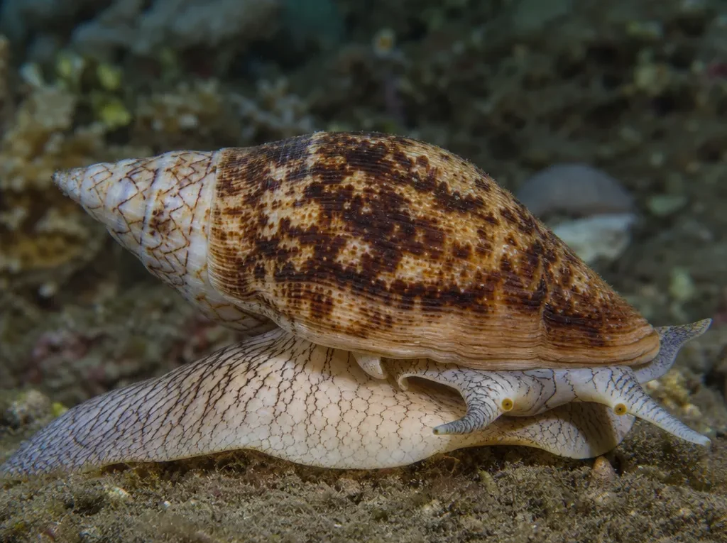 Ślimak Cymatium hepaticum