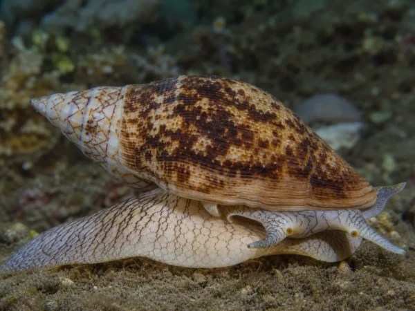 Ślimak Cymatium hepaticum