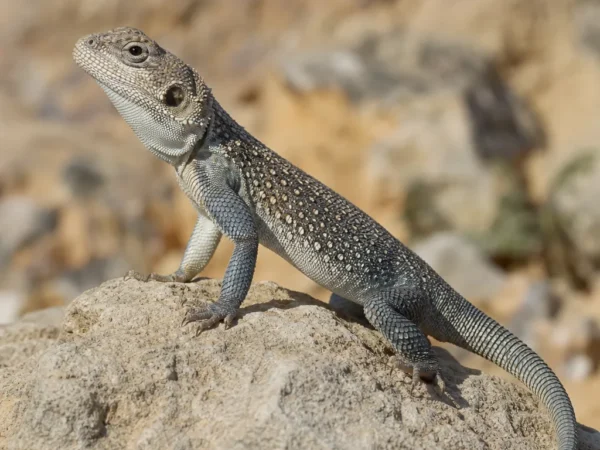 Agama skalna namibijska – Agama etoshae