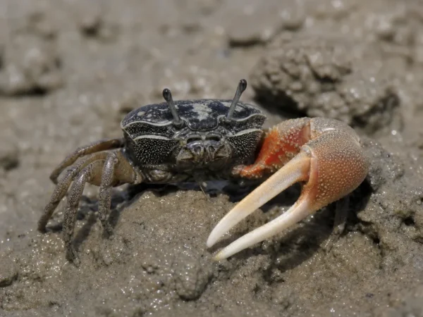 Krab skrzypek długoszczypcy - Austruca annulipes - krab skrzypek