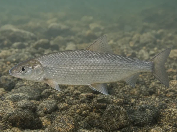 Coregonus nasus