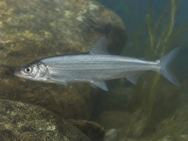 Coregonus clupeaformis