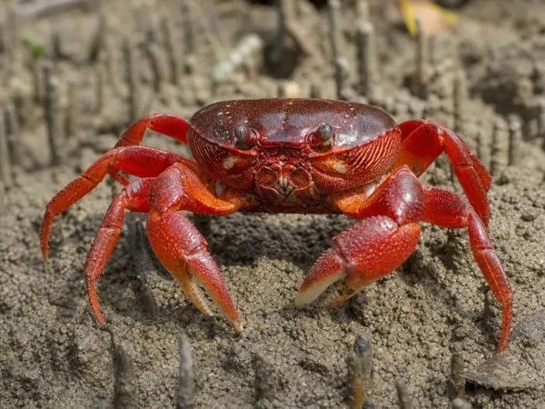 Krab mangrowy czerwony - Goniopsis cruentata - krab