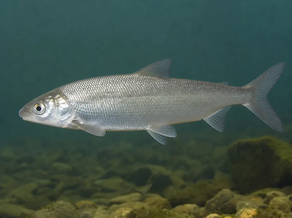 Coregonus artedi
