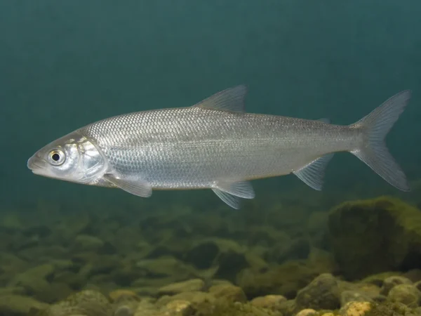 Coregonus artedi