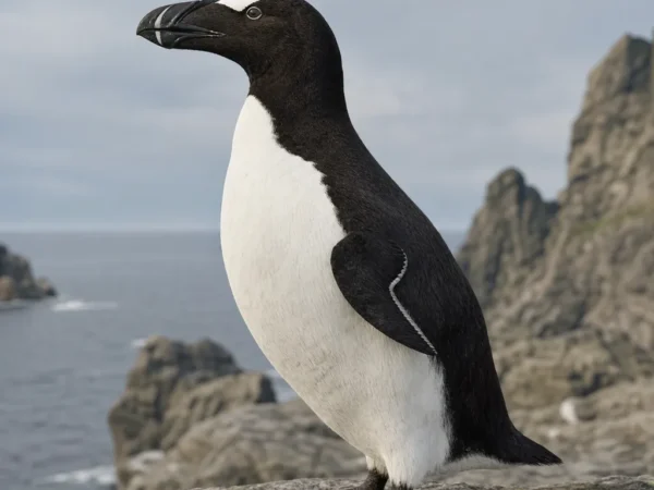 Alka olbrzymia - Pinguinus impennis