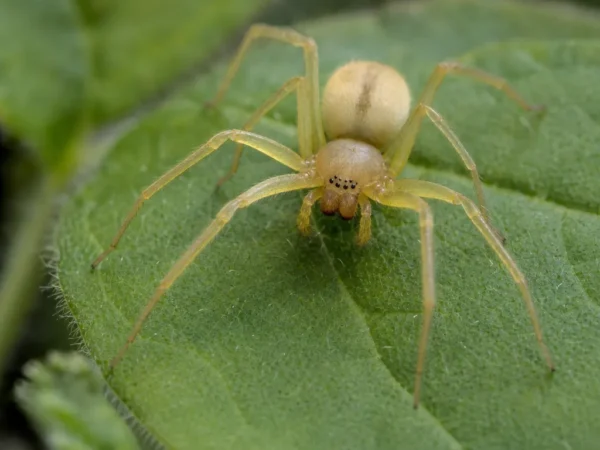 Kolczak zbrojny - Cheiracanthium punctorium - pająk
