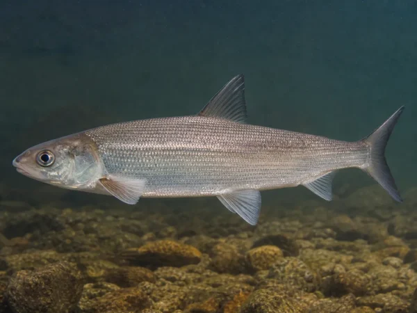 Coregonus zenithicus