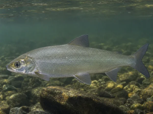 Coregonus autumnalis