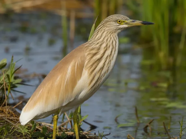 Ardeola (czapla złotawa) – Ardeola ralloides