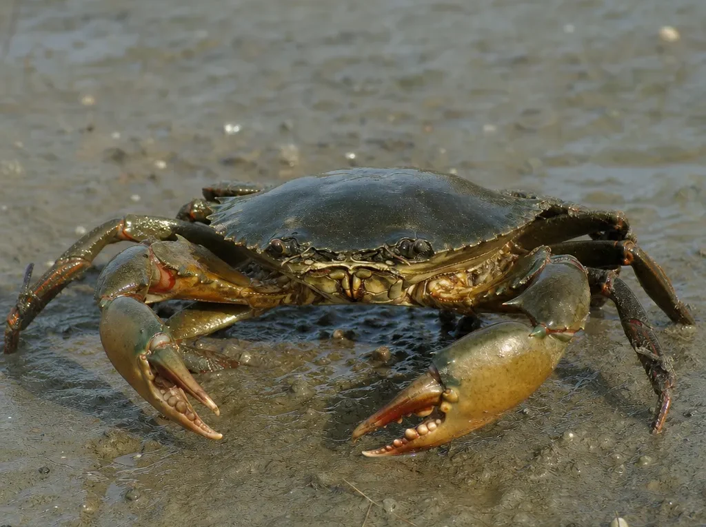 Krab błotny indyjski - Scylla tranquebarica - krab