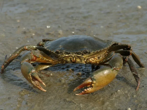 Krab błotny indyjski - Scylla tranquebarica - krab