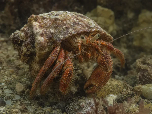 Krab pustelnik P. diogenes – Pagurus diogenes