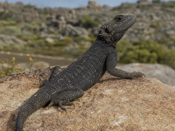 Agama południowoafrykańska – Agama atra