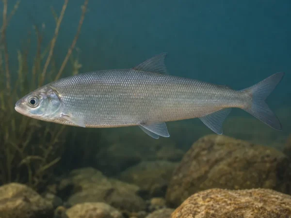 Coregonus sardinella
