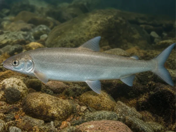 Coregonus muksun