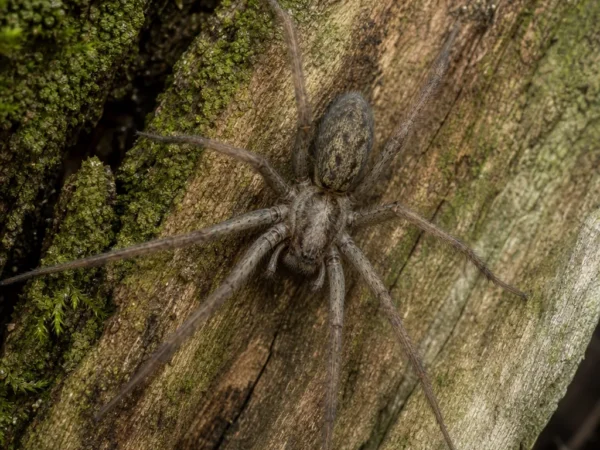 Kątnik większy - Eratigena atrica - pająk