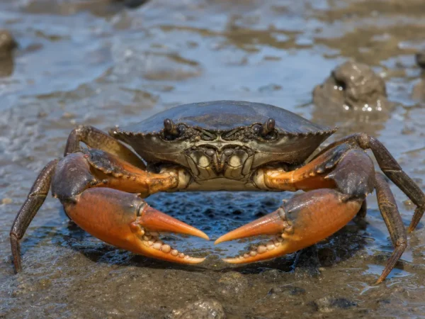 Krab błotny pomarańczowy - Scylla olivacea - krab