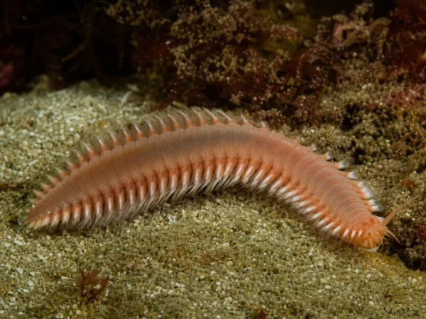 Namalycastis hawaiiensis - Namalycastis hawaiiensis - wieloszczet