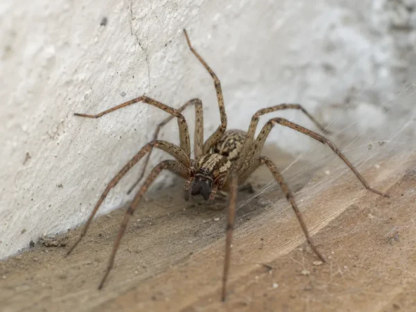 Kątnik domowy - Tegenaria domestica - pająk